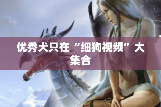优秀犬只在“细狗视频”大集合