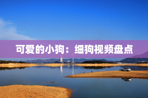 可爱的小狗：细狗视频盘点