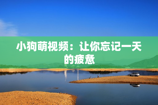 小狗萌视频：让你忘记一天的疲惫
