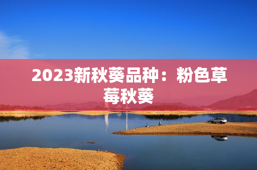 2023新秋葵品种：粉色草莓秋葵