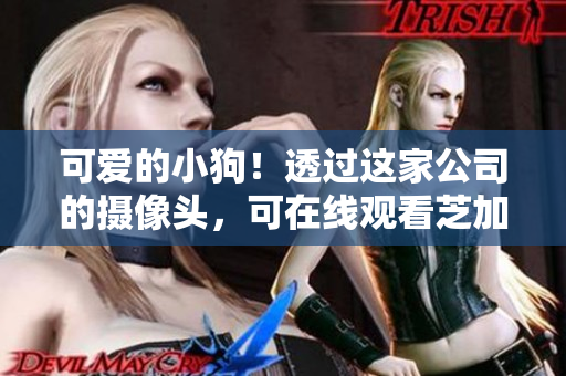 可爱的小狗！透过这家公司的摄像头，可在线观看芝加哥的风景。