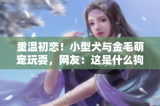 重温初恋！小型犬与金毛萌宠玩耍，网友：这是什么狗粮？